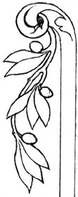 Grapa con hojas de olivo. Dibujo del autor.